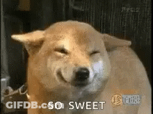 A Shiba Inu Dog Is Smiling With Its Eyes Closed And The Words `` So Sweet '' Next To It . GIF