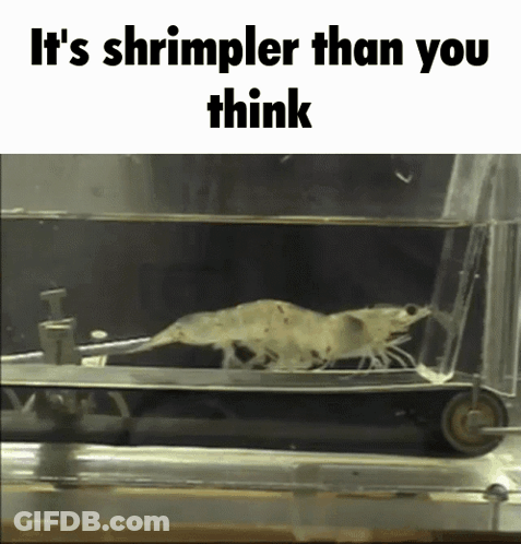 A Shrimp Is Swimming In A Tank Of Water With The Caption It 'S Shrimpler Than You Think GIF