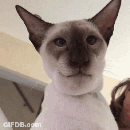 A Siamese Cat Is Looking At The Camera While Sitting Next To A Woman . GIF
