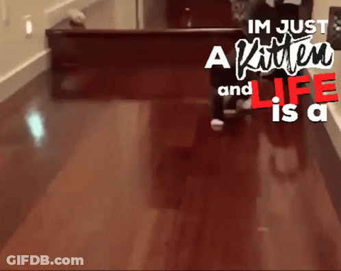 A Sign That Says Im Just A Kitten And Life Is A Kitten Walking On A Wooden Floor GIF