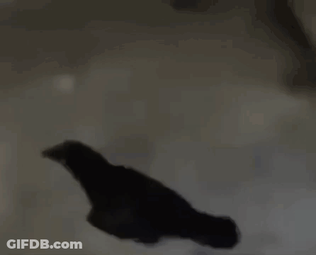 A Silhouette Of A Bird Is Flying In The Air . GIF