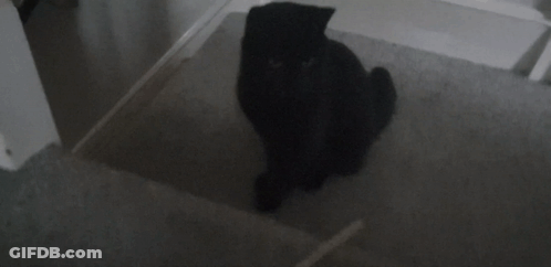 A Silhouette Of A Black Cat Sitting On The Floor GIF