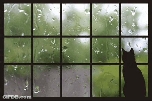 A Silhouette Of A Cat Looking Out A Window With Rain Drops On It GIF