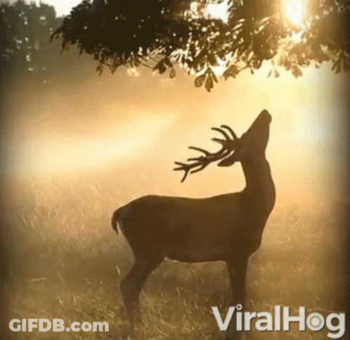 A Silhouette Of A Deer Standing In A Field With The Word Viralhog On The Bottom GIF