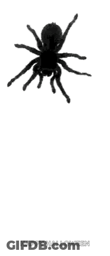 A Silhouette Of A Spider On A White Background With The Words `` Happy Halloween '' Written Below It . GIF