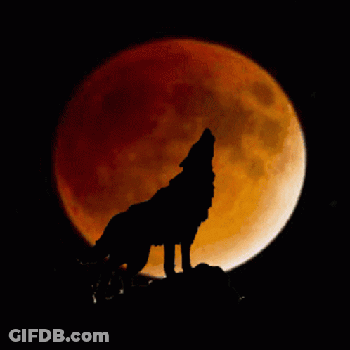 A Silhouette Of A Wolf Howling In Front Of A Full Moon GIF
