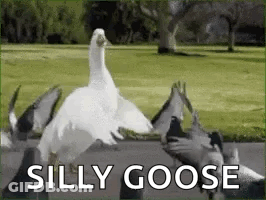 A Silly Goose Is Standing Next To A Group Of Pigeons In A Park . GIF