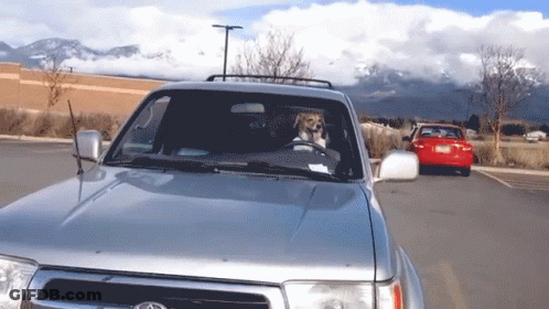A Silver Car With A Dog In The Driver 'S Seat GIF