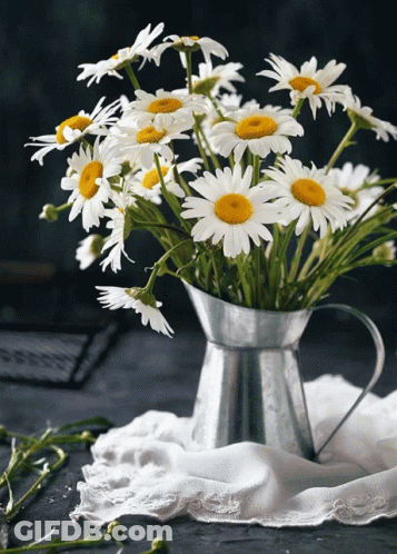 A Silver Pitcher Filled With Daisies Sits On A White Cloth GIF