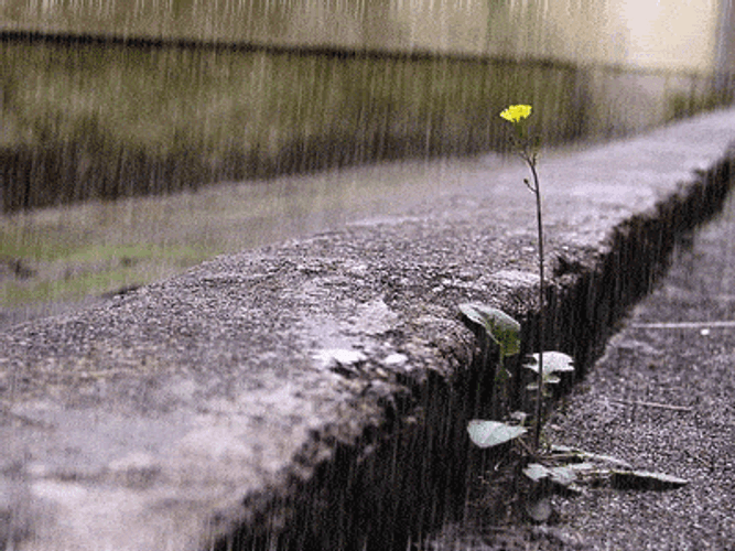 A Single Plant On Rainy Day GIF