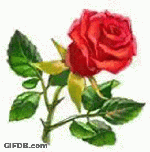 A Single Red Rose With Green Leaves On A White Background . GIF