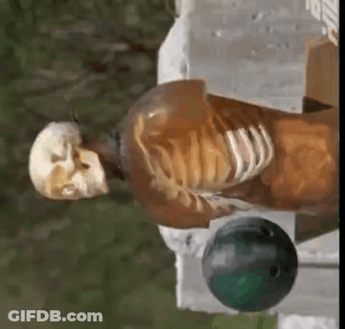 A Skeleton Is Sitting On A Table Next To A Bowling Ball And A Bottle . GIF