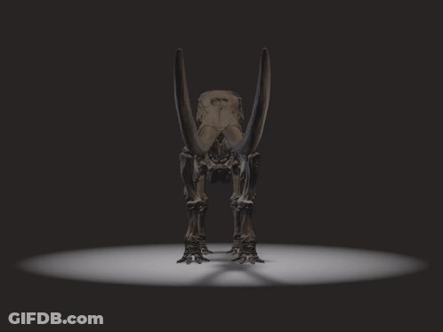 A Skeleton Of A Mammoth With Long Tusks And A Black Background GIF
