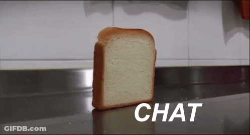 A Slice Of Bread Is Sitting On A Counter With The Word Chat Above It GIF