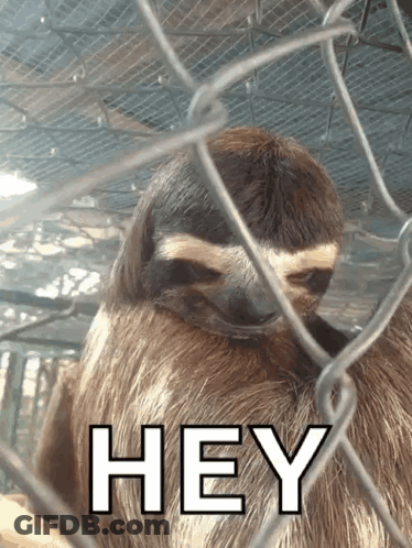 A Sloth Behind A Chain Link Fence With The Word Hey On The Bottom GIF