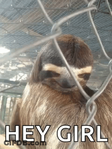 A Sloth Behind A Chain Link Fence With The Words Hey Girl Above It GIF