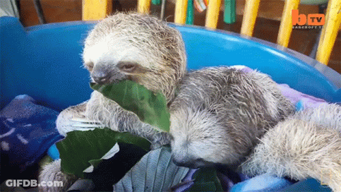 A Sloth Eating A Leaf In A Blue Bucket With A Tv Logo In The Corner GIF