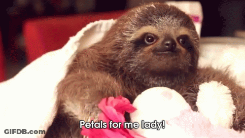 A Sloth Holding A Stuffed Animal With The Words Petals For Me Lady Written Below It GIF
