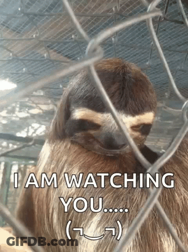 A Sloth In A Cage With The Words " I Am Watching You " Below It GIF