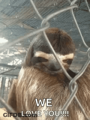 A Sloth In A Cage With The Words We Love You GIF