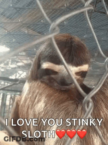 A Sloth Is Behind A Chain Link Fence With The Words I Love You Stinky Sloth Above It GIF