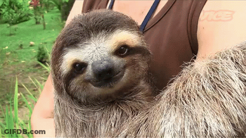 A Sloth Is Being Held By A Woman And The Sloth Is Smiling For The Camera GIF