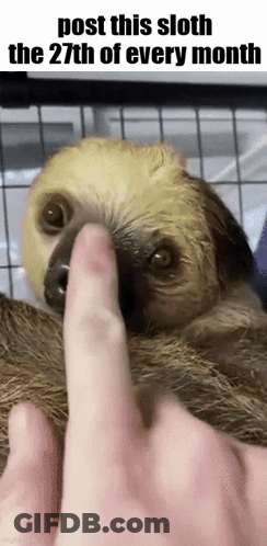 A Sloth Is Being Touched By A Person 'S Finger GIF