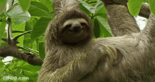 A Sloth Is Hanging From A Tree Branch With A Headline That Says ' Headlikeanorange ' GIF
