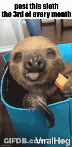 A Sloth Is Laying In A Blue Bucket With The Caption Post This Sloth The 3Rd Of Every Month Viralhog GIF