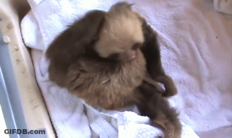 A Sloth Is Laying On A White Towel GIF