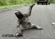 A Sloth Is Laying On The Ground On A Road . GIF