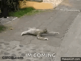 A Sloth Is Laying On The Ground On A Sidewalk And Says `` I 'M Coming '' . GIF