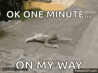 A Sloth Is Laying On The Ground On A Sidewalk . GIF