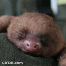 A Sloth Is Sleeping On A Rock With Its Eyes Closed . GIF