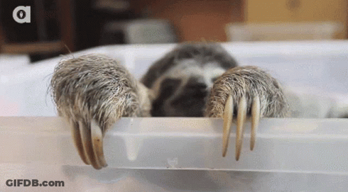 A Sloth 'S Claws Are Sticking Out Of A Plastic Container GIF