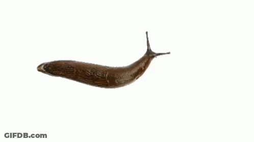 A Slug Is Crawling On A White Surface GIF