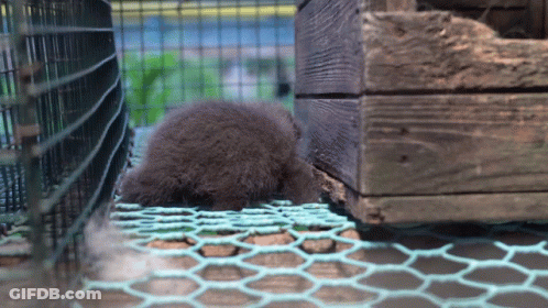 A Small Animal In A Cage With A Wooden Crate Behind It GIF