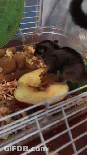 A Small Animal Is Eating A Slice Of Apple In A Cage GIF