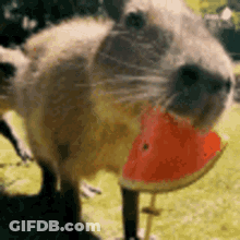 A Small Animal Is Eating A Slice Of Watermelon GIF