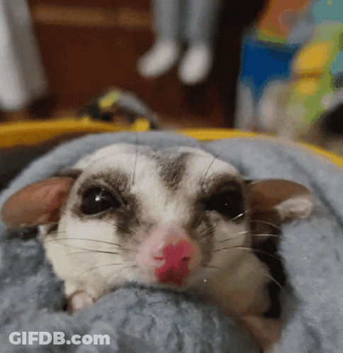 A Small Animal With A Pink Nose Is Laying On A Blanket GIF