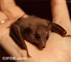 A Small Bat Is Sitting On A Person 'S Hand . GIF