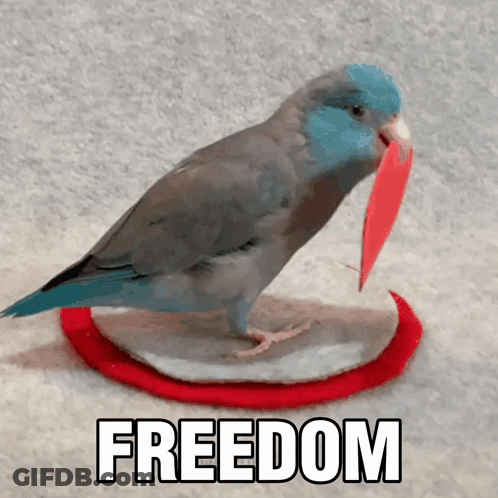 A Small Bird Is Standing On A Red Circle With The Word Freedom Written On It GIF