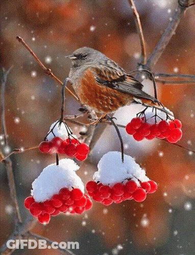 A Small Bird Perched On A Branch With Snow On The Berries GIF