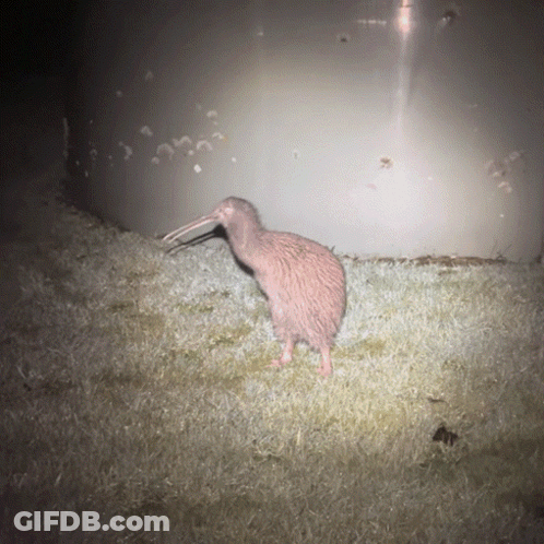 A Small Bird With A Long Beak Is Standing In The Dark GIF