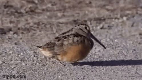 A Small Bird With A Long Beak Is Standing On A Gravel Road . GIF
