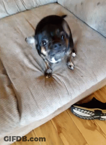 A Small Black And Brown Dog Is Sitting On A Couch GIF