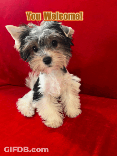 A Small Black And White Dog Is Sitting On A Red Couch With The Words " You Welcome " Above Him GIF