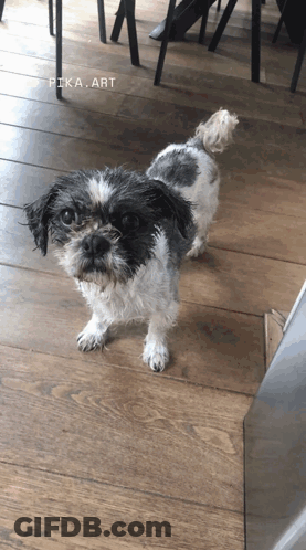 A Small Black And White Dog Standing On A Wooden Floor With Pika Art Written On The Bottom GIF