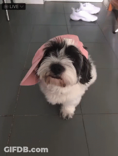 A Small Black And White Dog Wearing A Pink Baseball Cap GIF