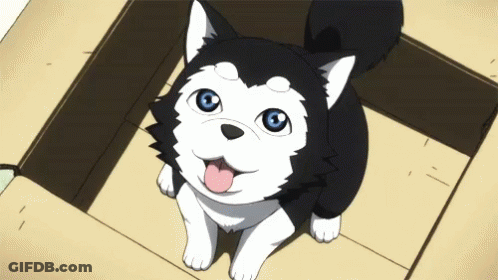 A Small Black And White Dog With Blue Eyes Is Sticking Its Tongue Out GIF